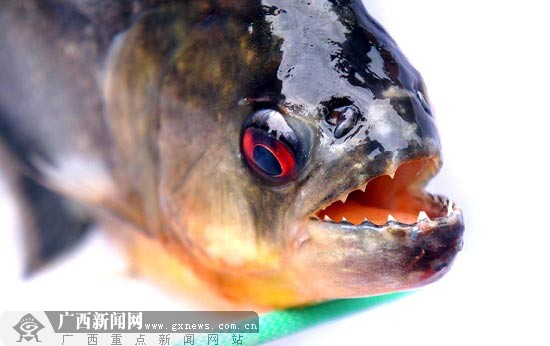 食人鱼的牙齿很吓人