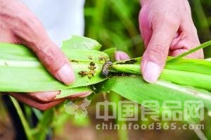 北京60多万亩玉米发生粘虫灾害