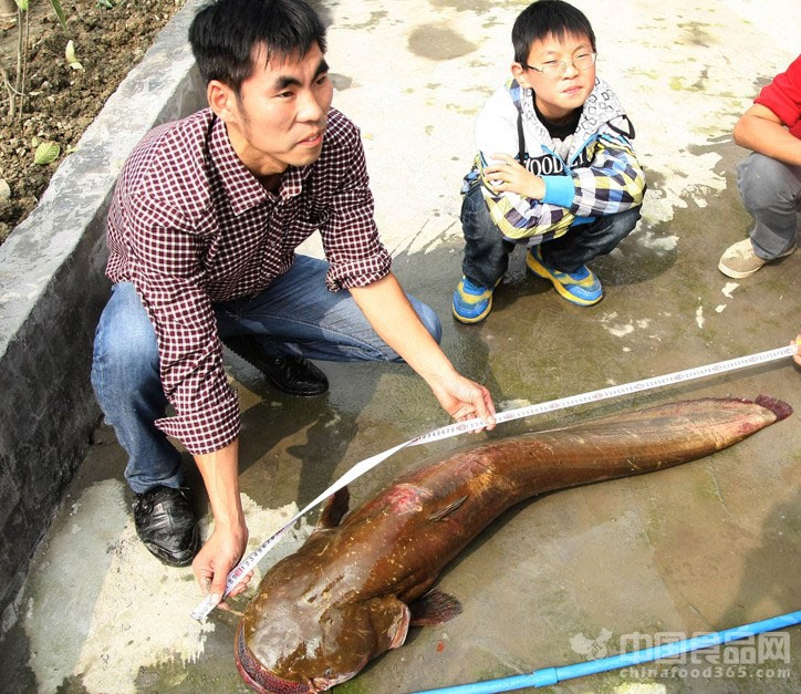 45斤鲢鱼王